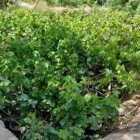 فروش مستقیم از نهالستان نهال شناسنامه‌دار و بامجوز|خدمات باغبانی و درختکاری|شهریار, |دیوار