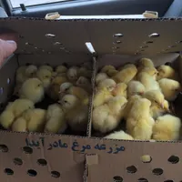 جوجه یکروزه گوشتی/محلی/اردک/خروس یکماهه|حیوانات مزرعه|آمل, |دیوار