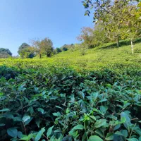 زمین 290 متری سعدی معاوضه