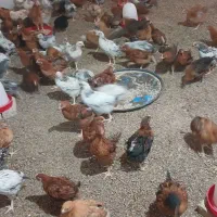 جوجه ۶۵ روزه