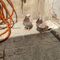 کفتر|پرنده|تهران, نعمت‌آباد|دیوار