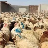 گوسفند تعاونی درجه یک گوشتی|حیوانات مزرعه|مشهد, نوید|دیوار