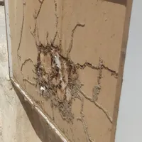 شرکت سم پاشی و موریانه زدایی (آسایش) با مجوز رسمی