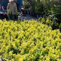 فروش گل و گیاه کاشت گل باغبانی باغچه کاری|خدمات باغبانی و درختکاری|تهران, سعادت‌آباد|دیوار
