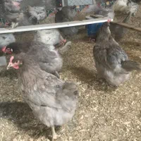 جوجه وارداتی آیسبارراندمان بالای۹۵درصد|حیوانات مزرعه|اصفهان, ارغوانیه|دیوار