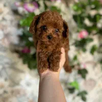 توله سگ تاینی توی دارک رد وارداتی ۷۵ روز