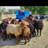 گوسفند حصارک شاهین ویلا گوهردشت ظفر یاس زنده|حیوانات مزرعه|کرج, شهرک ظفر|دیوار