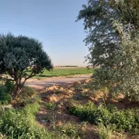 زمین باغی با درختان پسته بارده وسند|فروش زمین و ملک کلنگی|اصفهان, گورت|دیوار