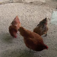 مرغ خروس محلی قوغاز آفریقایی بوقلمون برنز تخم غاز|حیوانات مزرعه|تویسرکان, |دیوار