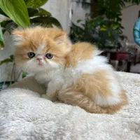 مجوعه ایران کتز ( گربه های اشرافی)