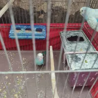 دو عدد مرغ عشق چهار عدد فنج یک عدد عروس هلندی ماده|پرنده|تهران, تهرانپارس شرقی|دیوار