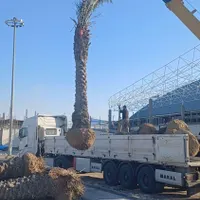 متنوع نخل بزرگ کوچک نخل خرما بچ