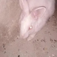 بچه خرگوش ۲۰۰تومان