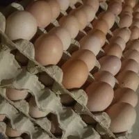 تخمرغ نطفه دار . نژاد گلپایگانی با خروس آردینر