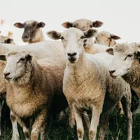 عرضه گوسفند زنده بهداشتی شهرداری تهران|حیوانات مزرعه|تهران, بریانک|دیوار