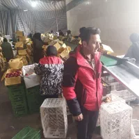 دستگاه سورتینگ سیب و انواع صورتینگ میوه سایز سورت|ماشینآلات صنعتی|ارومیه, |دیوار