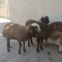 قصاب وذبح گوسفند وتمیز کردن کله پاچه شبانه روزی|خدمات پذیرایی، مراسم|اصفهان, ملک‌شهر|دیوار