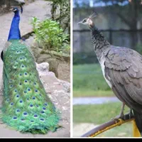 خرید و فروش طاووس و پرندگان زینتی|پرنده|اصفهان, رهنان|دیوار