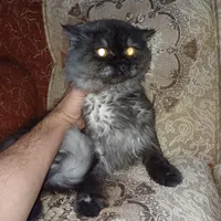 گربه پرشین نر و ماده