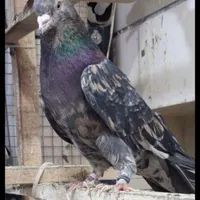 کبوتر گمشده