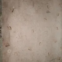 موکت