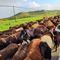 گوسفند ییلاقی چاق زنده مناسب برای کشتار وقربانی|حیوانات مزرعه|شهریار, |دیوار