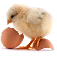 قابلیت ارسال انواع جوجه یک روزه گوشتی ۳۰۸و محلی