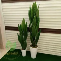 درختچه پرنده بهشتی