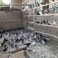 جوجه کفتر پرشی بعدازظهری گرماپر|پرنده|تهران, افسریه|دیوار