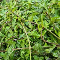 عرق نعنای اعلای خانگی|خوردنی و آشامیدنی|یزد, |دیوار