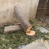 فروش و خرید چوب مرکبات جنوب رودان|عمده‌فروشی|میناب, |دیوار