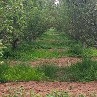 باغ آماده با برق سند آب آشامیدنی بستان اباد
