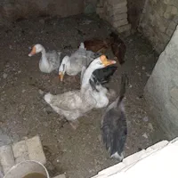قوغاز