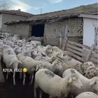 پخش گوسفندمغان زنده  تهران |حیوانات مزرعه|تهران, سلسبیل جنوبی|دیوار