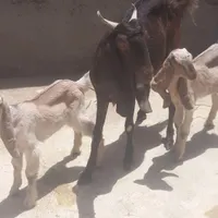 بز  وپاکستاتیی برهه گوسف|حیوانات مزرعه|اهواز, بهارستان|دیوار