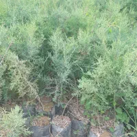 فروش سرو نقره ای|گل و گیاه طبیعی|کرج, شهرک جهان‌نما|دیوار