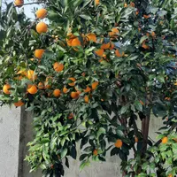 ویلای شیک و دنج در نزدیکی تالاب زیبای سوستان|اجارهٔ کوتاه‌مدت ویلا و باغ|لاهیجان, لیل|دیوار