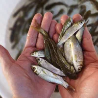 ماهیان گرمابی و سردابی استخر