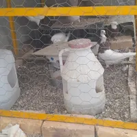 کبوتر طوقی|پرنده|اصفهان, شهرک صنعتی امیرکبیر|دیوار