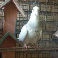 گمشده