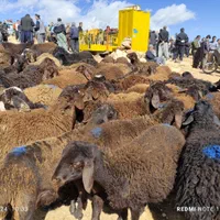 صداقت دام فروش دام زنده بیواسطه خرید ازمرکزدام|حیوانات مزرعه|تهران, زعفرانیه|دیوار