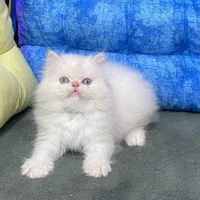 مجموعه گربه های نایس و دلربا|گربه|اصفهان, احمدآباد|دیوار