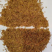 بذر یونجه