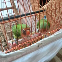 طوطی