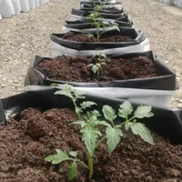 بستر جای گزینه کوکوپیت گلخانه گلهای آپارتمانی|خدمات باغبانی و درختکاری|تهران, تهرانسر شرقی|دیوار