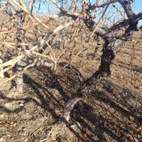 نهال ۴ساله میوه گردو وخانواده بری|خدمات باغبانی و درختکاری|تویسرکان, |دیوار