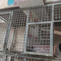قفس پرنده|لوازم جانبی حیوانات|اصفهان, کوی امیریه|دیوار