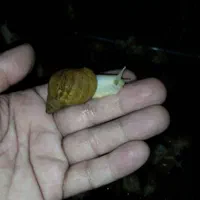 حلزون پرورشی