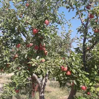 فروش باغ سیب ۱۱۰ من محلی، مناسب برای سرمایه گذاری|فروش خانه و ویلا|مراغه, |دیوار