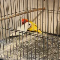 تعدادی طوطی برزیلی و عروس هلندی